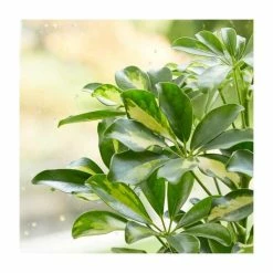 40-50cm Schefflera 'Gold Cappella' | Umbrella Tree | 13cm Pot 5 40-50cm Schefflera 'Gold Cappella' | Umbrella Tree | 13cm Pot -House Plants Store PL92340P add image 1 11db