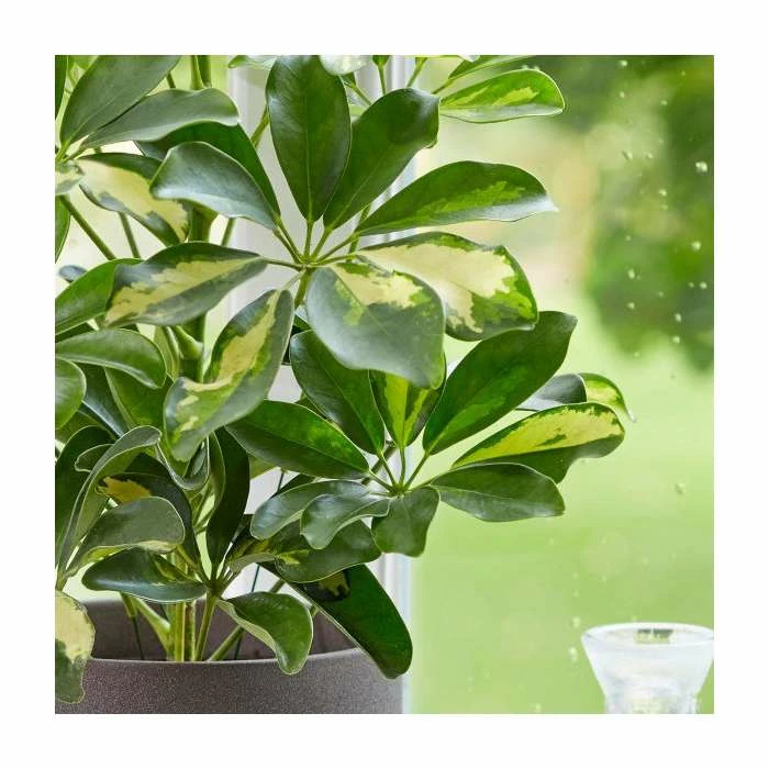 40-50cm Schefflera 'Gold Cappella' | Umbrella Tree | 13cm Pot 2 40-50cm Schefflera 'Gold Cappella' | Umbrella Tree | 13cm Pot - Image 2