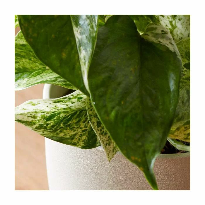 15-20cm 'Marble Queen' Devil's Ivy | Scindapsus | 12cm Pot 3 15-20cm 'Marble Queen' Devil's Ivy | Scindapsus | 12cm Pot - Image 3