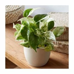 15-20cm 'Marble Queen' Devil's Ivy | Scindapsus | 12cm Pot