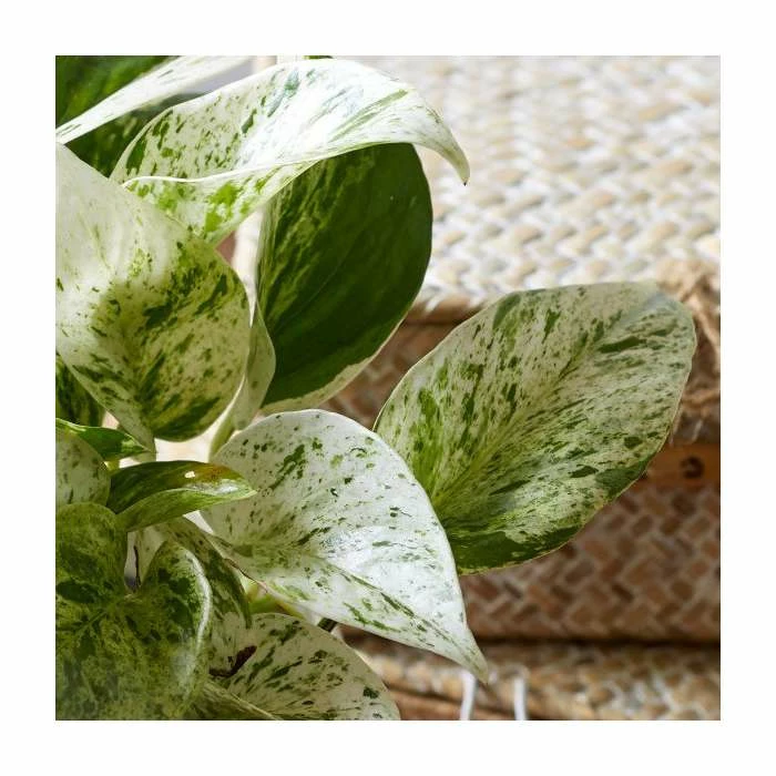 15-20cm 'Marble Queen' Devil's Ivy | Scindapsus | 12cm Pot 2 15-20cm 'Marble Queen' Devil's Ivy | Scindapsus | 12cm Pot - Image 2