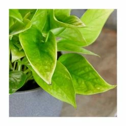 40-50cm Devil's Ivy 'Golden Queen' | Scindapsus | 13cm Pot 5 40-50cm Devil's Ivy 'Golden Queen' | Scindapsus | 13cm Pot -House Plants Store PL92353P add image 1 a7da