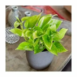 House Plants Store 18 40-50cm Devil's Ivy 'Golden Queen' | Scindapsus | 13cm Pot