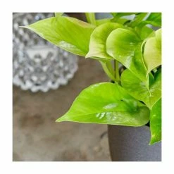 House Plants Store -House Plants Store PL92353P rollover image a93f