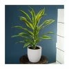 80-100cm Dracaena fragrans 'Yellow Lime' | Corn Plant | 3L Pot