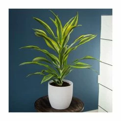 80-100cm Dracaena fragrans 'Yellow Lime' | Corn Plant | 3L Pot