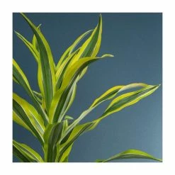 House Plants Store -House Plants Store PL92360PP rollover image 1f57