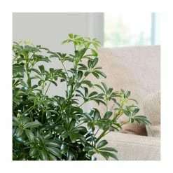 90-100cm Multi Stem Schefflera | Umbrella Tree | 5L Pot -House Plants Store PL92367P add image 1 6dd5