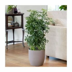 90-100cm Multi Stem Schefflera | Umbrella Tree | 5L Pot