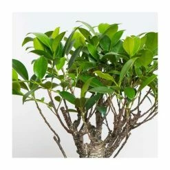 25-30cm Bonsai Fig Tree in Ceramic Pot | Ficus | 20cm Pot 5 25-30cm Bonsai Fig Tree in Ceramic Pot | Ficus | 20cm Pot -House Plants Store PL92372PP add image 1 ca53