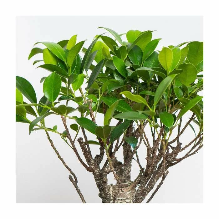 25-30cm Bonsai Fig Tree in Ceramic Pot | Ficus | 20cm Pot 3 25-30cm Bonsai Fig Tree in Ceramic Pot | Ficus | 20cm Pot - Image 3