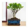 25-30cm Bonsai Fig Tree in Ceramic Pot | Ficus | 20cm Pot