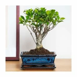 25-30cm Bonsai Fig Tree in Ceramic Pot | Ficus | 20cm Pot