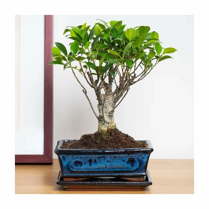 25-30cm Bonsai Fig Tree in Ceramic Pot | Ficus | 20cm Pot 1 25-30cm Bonsai Fig Tree in Ceramic Pot | Ficus | 20cm Pot