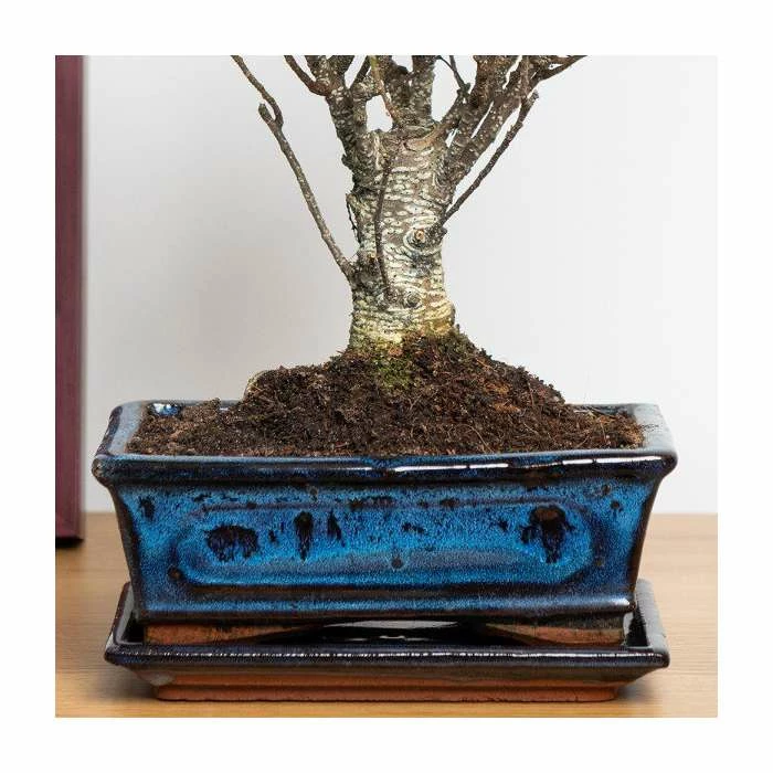 25-30cm Bonsai Fig Tree in Ceramic Pot | Ficus | 20cm Pot 2 25-30cm Bonsai Fig Tree in Ceramic Pot | Ficus | 20cm Pot - Image 2
