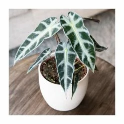 25-35cm 'Bambino Arrow' Elephant Ear Plant | Dwarf Alocasia | 12cm Pot