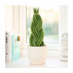 House Plants Store 26 25-35cm Twisted Sansevieria Cylindrica | Cylindrical Snake Plant | 12cm Pot