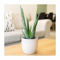 House Plants Store 5 40-50cm Aloe Vera Plant | 12cm Pot