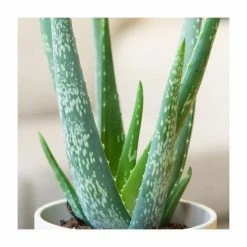 House Plants Store -House Plants Store PL92388PP rollover image 9e62