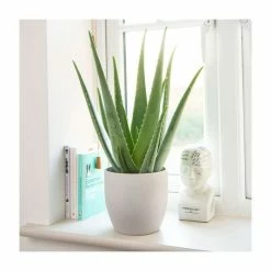 50-55cm Aloe Vera 'Barbadensis' | 14cm Pot