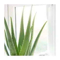 House Plants Store -House Plants Store PL92389PP rollover image c47e