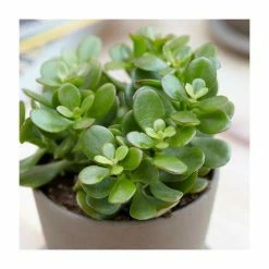 15-25cm Jade Plant | Crassula Ovata | 14cm Pot -House Plants Store PL92390PP add image 1 93ac