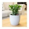 15-25cm Jade Plant | Crassula Ovata | 14cm Pot