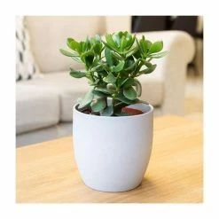 15-25cm Jade Plant | Crassula Ovata | 14cm Pot