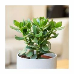 House Plants Store -House Plants Store PL92390PP rollover image a011