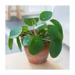 20-30cm Chinese Money Plant | Pilea Peperomioides | 12cm Pot -House Plants Store PL92394PP add image 1 713e
