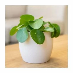 20-30cm Chinese Money Plant | Pilea Peperomioides | 12cm Pot