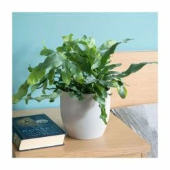 30-35cm Blue Star Fern | Phlebodium Aureum | 14cm Pot