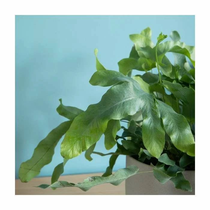 30-35cm Blue Star Fern | Phlebodium Aureum | 14cm Pot 2 30-35cm Blue Star Fern | Phlebodium Aureum | 14cm Pot - Image 2