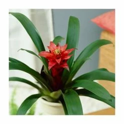 60-65cm Guzmania 'Allura' | 13cm Pot 5 60-65cm Guzmania 'Allura' | 13cm Pot -House Plants Store PL92401PP add image 1 aebe