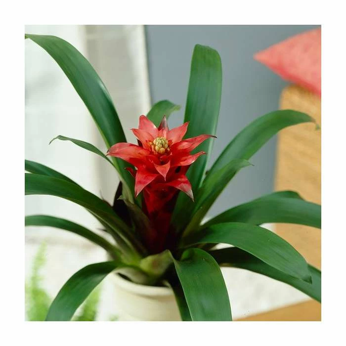60-65cm Guzmania 'Allura' | 13cm Pot 3 60-65cm Guzmania 'Allura' | 13cm Pot - Image 3