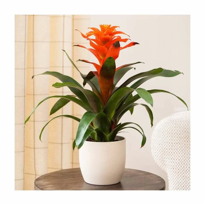 60-65cm Guzmania 'Allura' | 13cm Pot 1 60-65cm Guzmania 'Allura' | 13cm Pot