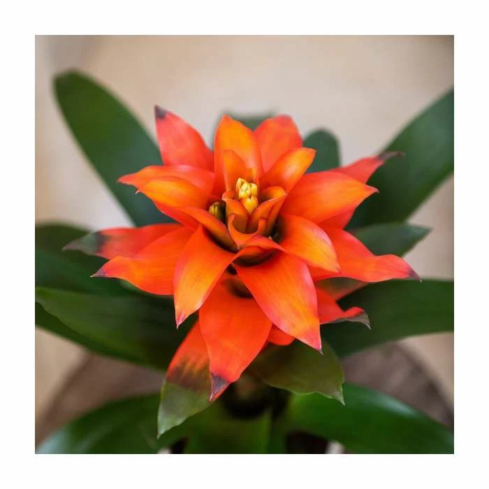 60-65cm Guzmania 'Allura' | 13cm Pot 2 60-65cm Guzmania 'Allura' | 13cm Pot - Image 2