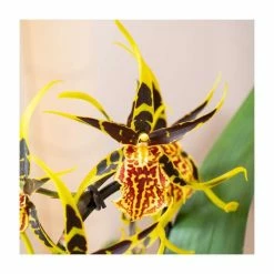 50-55cm Cambria Orchid 'Mystic Maze' | 12cm Pot -House Plants Store PL92412PP add image 1 fcfc