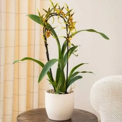 50-55cm Cambria Orchid 'Mystic Maze' | 12cm Pot -House Plants Store PL92412PP add image 2 2d7f