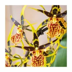50-55cm Cambria Orchid 'Mystic Maze' | 12cm Pot -House Plants Store PL92412PP rollover image 7dcf