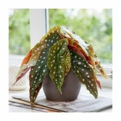 Polka Dot Begonia | Begonia maculata | 13cm Pot