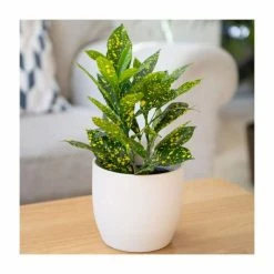 Joseph's Coat | Croton aucubaefolia | 13cm Pot