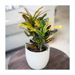 Joseph's Coat | Croton 'Bush on Fire' | 13cm Pot