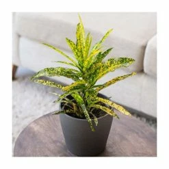 Joseph's Coat | Croton 'Gold Star' | 13cm Pot