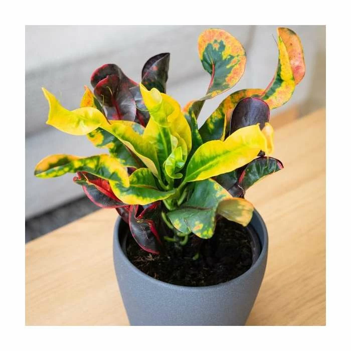 Joseph's Coat | Croton 'Mammy' | 13cm Pot 2 Joseph's Coat | Croton 'Mammy' | 13cm Pot - Image 2