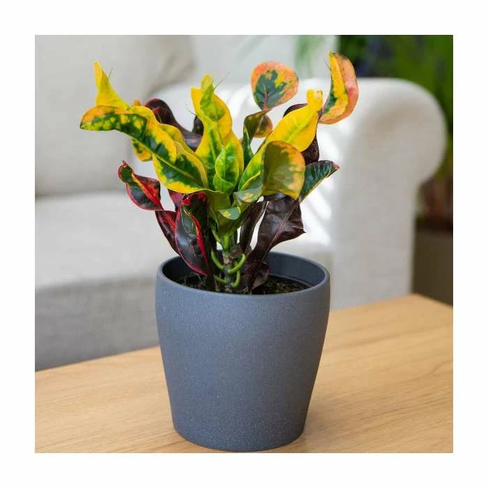 Joseph's Coat | Croton 'Mammy' | 13cm Pot 1 Joseph's Coat | Croton 'Mammy' | 13cm Pot