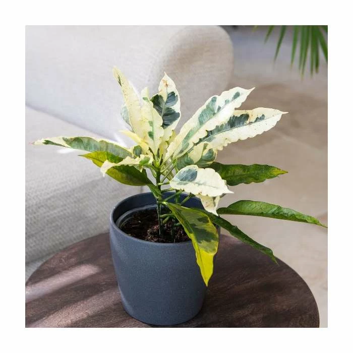 Joseph's Coat | Croton 'Tamara' | 13cm Pot 1 Joseph's Coat | Croton 'Tamara' | 13cm Pot