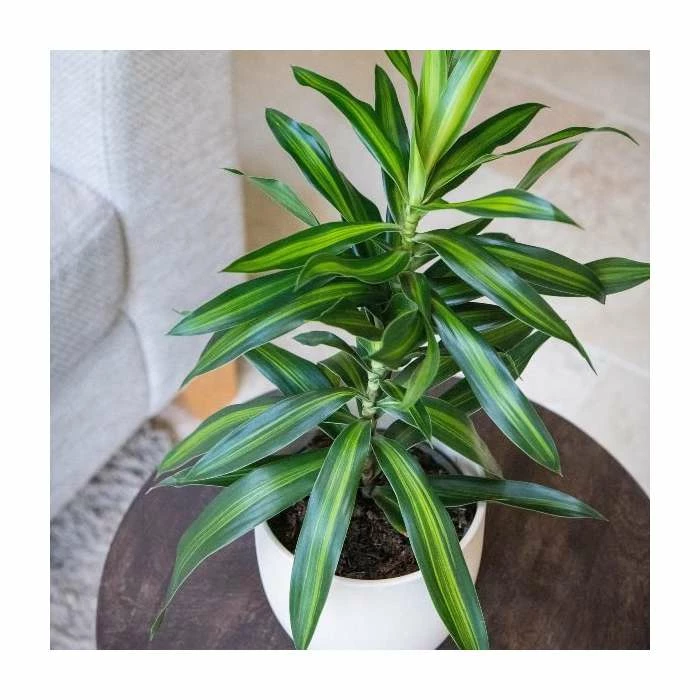 Dracaena reflexa 'Song Of Jamaica' | Song of India 13cm Pot 2 Dracaena reflexa 'Song Of Jamaica' | Song of India 13cm Pot - Image 2