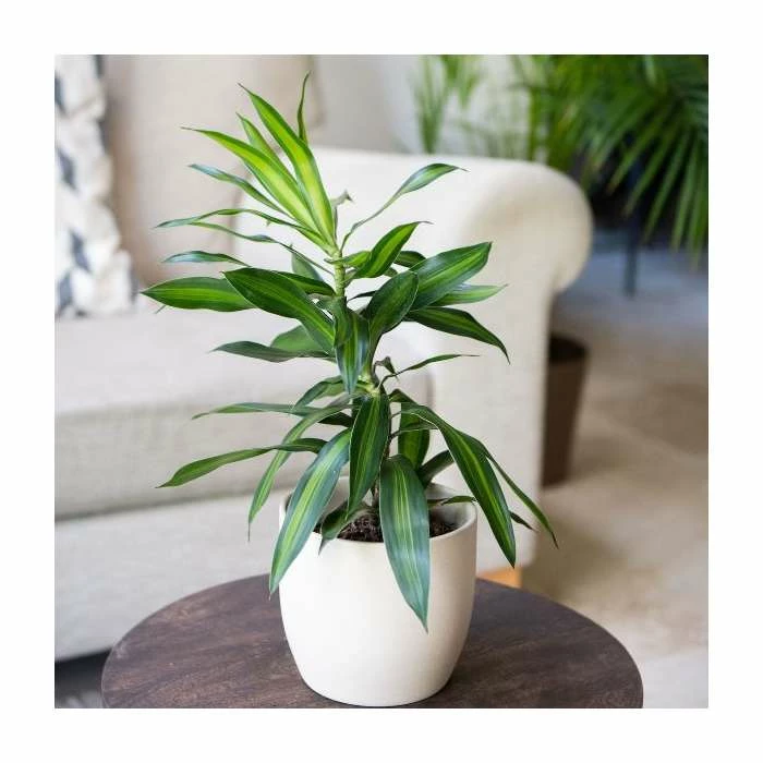 Dracaena reflexa 'Song Of Jamaica' | Song of India 13cm Pot 1 Dracaena reflexa 'Song Of Jamaica' | Song of India 13cm Pot