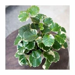 House Plants Store -House Plants Store PL925211 add image 1 8e6a